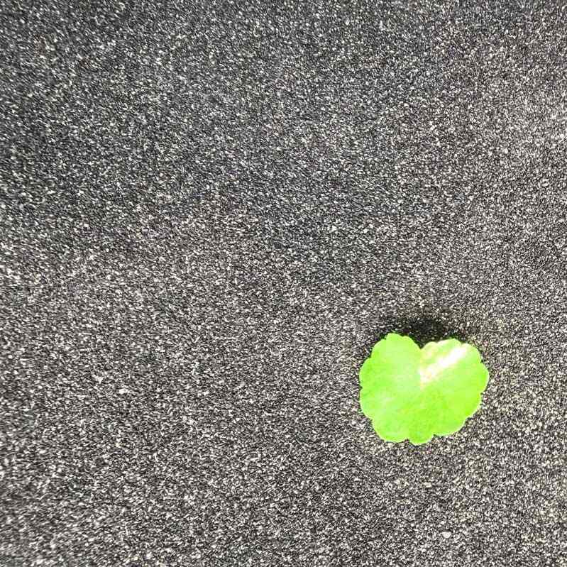 Energilagring Kokosnøttskall aktivt karbon